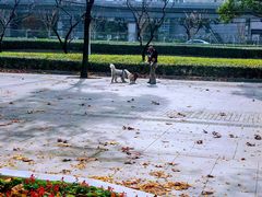 -陆家嘴中心绿地