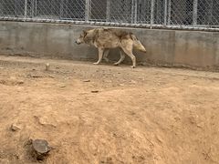 -石家庄市动物园