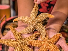 -霸王虾·麻辣小龙虾(清水河公园店)