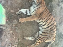 -栾川竹海野生动物园