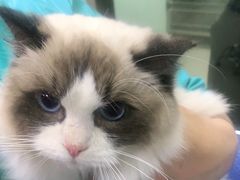 -佳雯宠物医院(金华南路分院)