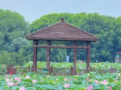 -荷塘月色湿地公园·向阳花洲