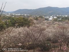 -香雪海