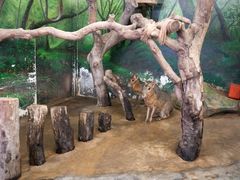 -正佳雨林生态植物园