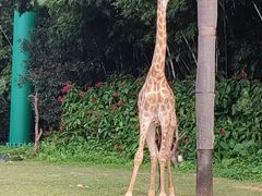 -广州长隆旅游度假区