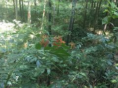 -镇江市南山风景名胜区竹林景区