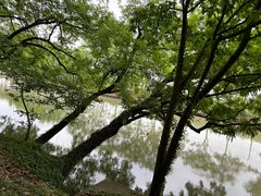 -上海佘山国家森林公园天马山园