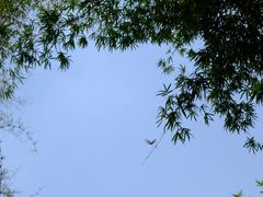 -棠湖公园