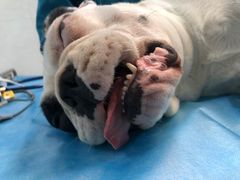 -安安宠物医院(情缘分院)