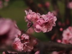 -顾村公园
