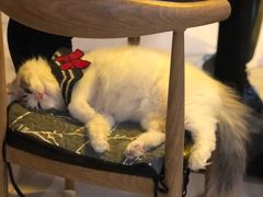 -平行世界·猫咖(首经贸店)
