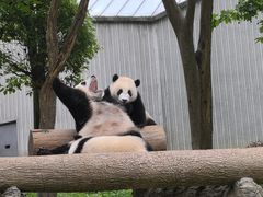 -卧龙中华大熊猫苑神树坪基地