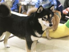 -逗柴咖啡屋·狗咖猫咖宠物桌游