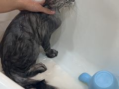 -momokira米努特·德文卷毛猫·棉花面纱犬