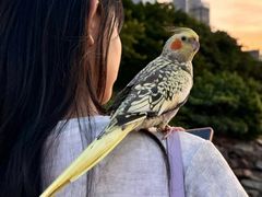 -深圳湾木棉花酒店