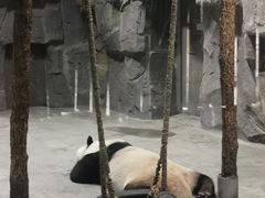 -栾川竹海野生动物园