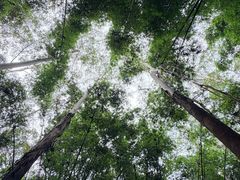 -黄埔油麻山森林公园