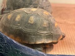 -上海大自然野生昆虫馆(东方明珠·爬宠昆虫探索中心)