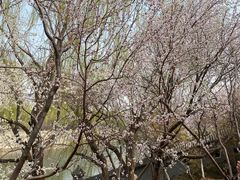 -桃花堤公园