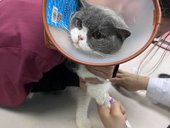 -宠颐生猫科·内科皮肤科(西平世纪城店)