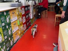 -九斤黄三黄鸡专卖店