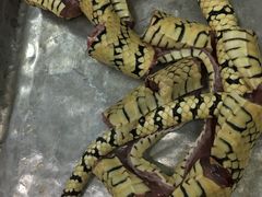 -荔城生鲜盛宴(番禺旗舰店)
