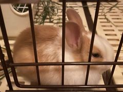 -钓仓鼠(洋桥北里小区店)