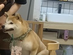 -柴迷FANS CLUB·柴犬狗咖·猫咖