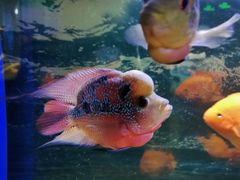 -沙沙哗啦海洋馆(华宇百花谷店)
