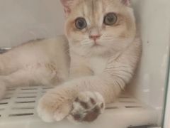 -lincat·猫舍(广州店)