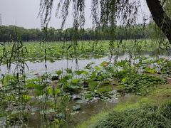 -荷塘月色湿地公园·向阳花洲