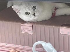 -萌宠之家·腊肠犬·马尔泰·小体犬舍