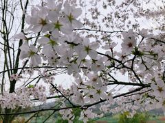-羊山湖公园