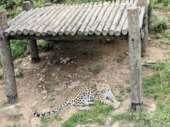-西霞口神雕山野生动物世界