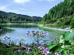 -武陵山森林公园