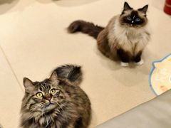 -藏猫猫咖啡主题馆(中央大道店)