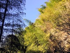 -藏龙百瀑风景区