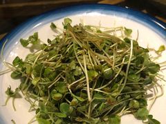 凉爽荞麦苗-兴农记