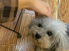 -志龙皇冠吃货椰子铺