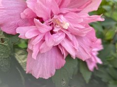 -平安桥天主教堂