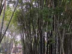 -望江楼公园