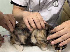 -宠福鑫康馨动物医院·骨科·眼科