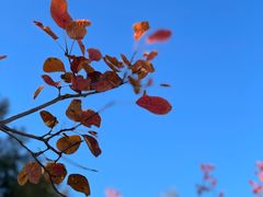 -北京西山国家森林公园