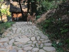 -杨家堂村