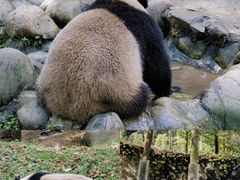 -都江堰中华大熊猫苑
