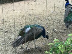 -深圳野生动物园