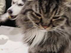 -安格丽娜·狗咖·猫咖羊驼咖(春熙路百盛商场店)