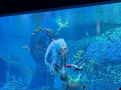 -哈尔滨波塞冬海底世界