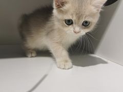 -东方名猫馆·英短金渐层布偶猫舍(环线广场1号楼店)