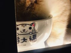 -猫大福·Fortune Cat猫舍(百子湾店)